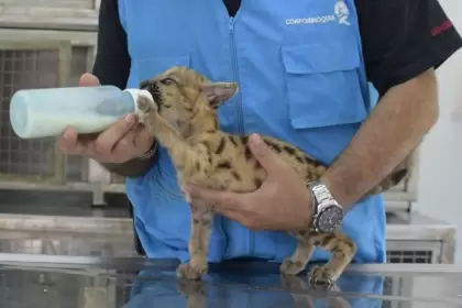 Rescate de un puma cachorro, el cual dejaron huérfano, recibe atención de Corporinoquia.
